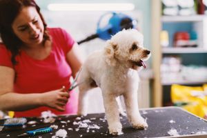 Woman cutting poodle's hair