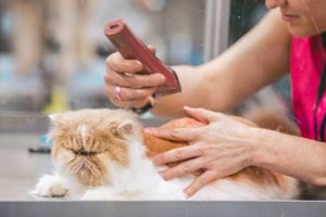 Mobile groomers are you covered? Here’s What You Need to Know